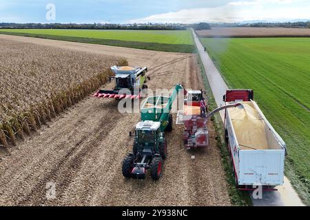 Hair, Deutschland. Oktober 2024. Maisernte. Mäher, Häcksler. Übertragung der Maisernte von einem Traktor mit einem Laderaumwagen auf einen Korntransporter, Tieflader. Ein Claas-Mähdrescher am 8. Oktober 2024 auf einem Feld in der Nähe von Haar in Arbeit, mähen ein Maisfeld, ernten, Getreideernte? Quelle: dpa/Alamy Live News Stockfoto