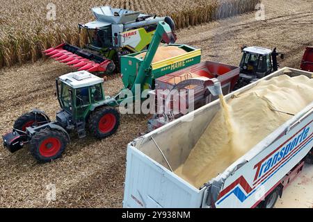 Hair, Deutschland. Oktober 2024. Maisernte. Mäher, Häcksler. Übertragung der Maisernte von einem Traktor mit einem Laderaumwagen auf einen Korntransporter, Tieflader. Ein Claas-Mähdrescher am 8. Oktober 2024 auf einem Feld in der Nähe von Haar in Arbeit, mähen ein Maisfeld, ernten, Getreideernte? Quelle: dpa/Alamy Live News Stockfoto