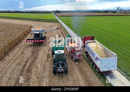 Hair, Deutschland. Oktober 2024. Maisernte. Mäher, Häcksler. Übertragung der Maisernte von einem Traktor mit einem Laderaumwagen auf einen Korntransporter, Tieflader. Ein Claas-Mähdrescher am 8. Oktober 2024 auf einem Feld in der Nähe von Haar in Arbeit, mähen ein Maisfeld, ernten, Getreideernte? Quelle: dpa/Alamy Live News Stockfoto
