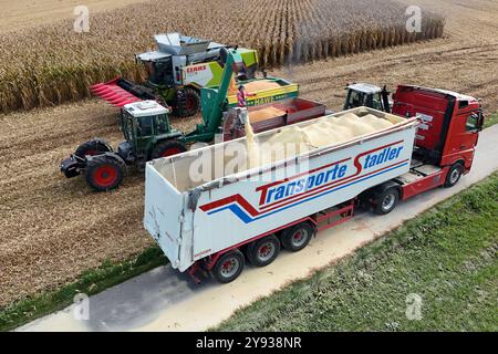 Hair, Deutschland. Oktober 2024. Maisernte. Mäher, Häcksler. Übertragung der Maisernte von einem Traktor mit einem Laderaumwagen auf einen Korntransporter, Tieflader. Ein Claas-Mähdrescher am 8. Oktober 2024 auf einem Feld in der Nähe von Haar in Arbeit, mähen ein Maisfeld, ernten, Getreideernte? Quelle: dpa/Alamy Live News Stockfoto