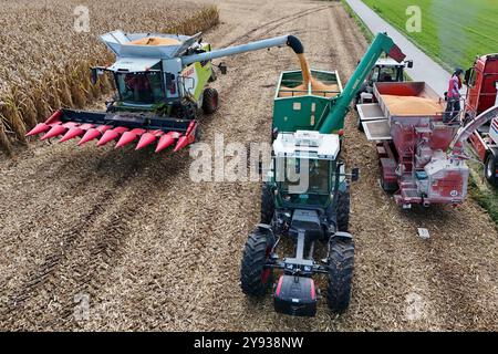Hair, Deutschland. Oktober 2024. Maisernte. Mäher, Häcksler. Übertragung der Maisernte von einem HAWE-Ladewagen auf einen Korntransporter, Tieflader. Ein Claas-Mähdrescher arbeitet am 8. Oktober 2024 auf einem Feld in der Nähe von Haar? Quelle: dpa/Alamy Live News Stockfoto