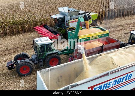 Hair, Deutschland. Oktober 2024. Maisernte. Mäher, Häcksler. Übertragung der Maisernte von einem Traktor mit einem Laderaumwagen auf einen Korntransporter, Tieflader. Ein Claas-Mähdrescher am 8. Oktober 2024 auf einem Feld in der Nähe von Haar in Arbeit, mähen ein Maisfeld, ernten, Getreideernte? Quelle: dpa/Alamy Live News Stockfoto
