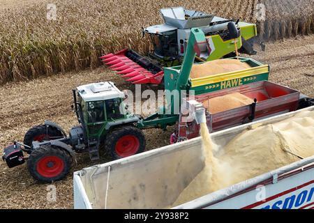 Hair, Deutschland. Oktober 2024. Maisernte. Mäher, Häcksler. Übertragung der Maisernte von einem Traktor mit einem Laderaumwagen auf einen Korntransporter, Tieflader. Ein Claas-Mähdrescher am 8. Oktober 2024 auf einem Feld in der Nähe von Haar in Arbeit, mähen ein Maisfeld, ernten, Getreideernte? Quelle: dpa/Alamy Live News Stockfoto