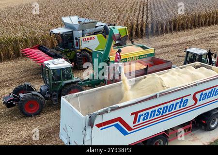 Hair, Deutschland. Oktober 2024. Maisernte. Mäher, Häcksler. Übertragung der Maisernte von einem Traktor mit einem Laderaumwagen auf einen Korntransporter, Tieflader. Ein Claas-Mähdrescher am 8. Oktober 2024 auf einem Feld in der Nähe von Haar in Arbeit, mähen ein Maisfeld, ernten, Getreideernte? Quelle: dpa/Alamy Live News Stockfoto
