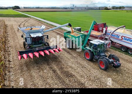Hair, Deutschland. Oktober 2024. Maisernte. Mäher, Häcksler. Übertragung der Maisernte von einem HAWE-Ladewagen auf einen Korntransporter, Tieflader. Ein Claas-Mähdrescher arbeitet am 8. Oktober 2024 auf einem Feld in der Nähe von Haar? Quelle: dpa/Alamy Live News Stockfoto