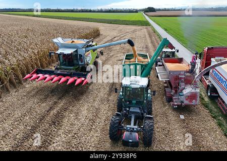 Hair, Deutschland. Oktober 2024. Maisernte. Mäher, Häcksler. Übertragung der Maisernte von einem HAWE-Ladewagen auf einen Korntransporter, Tieflader. Ein Claas-Mähdrescher arbeitet am 8. Oktober 2024 auf einem Feld in der Nähe von Haar? Quelle: dpa/Alamy Live News Stockfoto