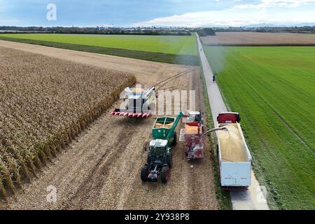 Hair, Deutschland. Oktober 2024. Maisernte. Mäher, Häcksler. Übertragung der Maisernte von einem Traktor mit einem Laderaumwagen auf einen Korntransporter, Tieflader. Ein Claas-Mähdrescher am 8. Oktober 2024 auf einem Feld in der Nähe von Haar in Arbeit, mähen ein Maisfeld, ernten, Getreideernte? Quelle: dpa/Alamy Live News Stockfoto