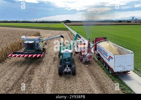 Hair, Deutschland. Oktober 2024. Maisernte. Mäher, Häcksler. Übertragung der Maisernte von einem Traktor mit einem Laderaumwagen auf einen Korntransporter, Tieflader. Ein Claas-Mähdrescher am 8. Oktober 2024 auf einem Feld in der Nähe von Haar in Arbeit, mähen ein Maisfeld, ernten, Getreideernte? Quelle: dpa/Alamy Live News Stockfoto