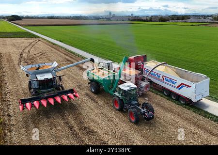 Hair, Deutschland. Oktober 2024. Maisernte. Mäher, Häcksler. Übertragung der Maisernte von einem Traktor mit einem Laderaumwagen auf einen Korntransporter, Tieflader. Ein Claas-Mähdrescher am 8. Oktober 2024 auf einem Feld in der Nähe von Haar in Arbeit, mähen ein Maisfeld, ernten, Getreideernte? Quelle: dpa/Alamy Live News Stockfoto