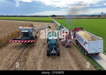 Hair, Deutschland. Oktober 2024. Maisernte. Mäher, Häcksler. Übertragung der Maisernte von einem Traktor mit einem Laderaumwagen auf einen Korntransporter, Tieflader. Ein Claas-Mähdrescher am 8. Oktober 2024 auf einem Feld in der Nähe von Haar in Arbeit, mähen ein Maisfeld, ernten, Getreideernte? Quelle: dpa/Alamy Live News Stockfoto