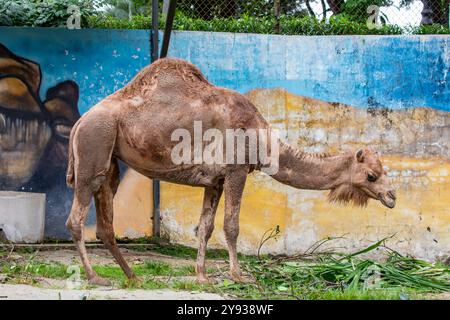 Die Nahaufnahme des Dromedarkamels (Camelus dromedarius). Es handelt sich um einen großen Hufhufling der Gattung Camelus mit einem Buckel Stockfoto