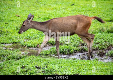 Das Nahaufnahmebild der weiblichen Sambar (Rusa unicolor). Es ist ein großer Hirsch, der auf dem indischen Subkontinent, Südchina und Südostasien beheimatet ist. Stockfoto