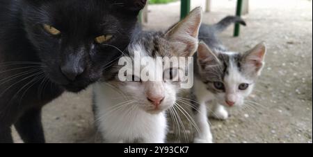 Katzenfamilie. Schwarze Mutterkatze und zwei weiß-grau gestreifte Kätzchen. Tiere auf der Straße. Die Katze und die Kätzchen streicheln sich und reiben ihre Köpfe gegen eac Stockfoto