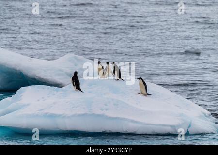 Eine Gruppe von Adelie-Pinguinen - Pygoscelis adeliae - steht auf einem Eisberg in der Nähe von Prospect Point, entlang der Antarktischen Halbinsel Stockfoto