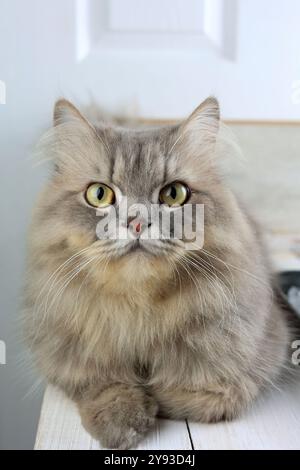 Grau Orange Mix Rasse Persische Katze Stockfoto