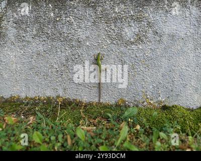 Grüne, schöne Echse sitzt an der Wand und posiert, während sie in die Kamera schaut. Schimmernde mehrfarbige Echsenhaut und langer Schwanz. Serbien, Balkan. Stockfoto