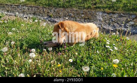 Ein kleiner roter Hund frisst den gefundenen Knochen. Das Tier liegt auf dem frischen grünen Gras. Sonniges Wetter, Frühling oder Sommer. Der hungrige Hund. Das Konzept von Stockfoto