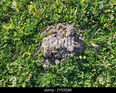Ein Erdhaufen, der von einem Maulwurf gegraben wurde. Gelockerter Boden. Serbien, das Werk des Maulwurfs. Lehmboden. Stockfoto