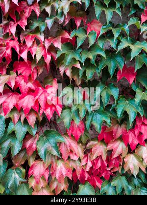 Übergang zwischen Grün und Rot des Herbstblatts. Eine üppige Darstellung von Herbstblättern, die von lebhaftem Grün zu tiefem Rot übergehen und detailreich erfasst werden. Stockfoto