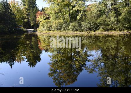 Ruhiger See im Norden von Ontario mit Kiefernzweigen im Vordergrund Stockfoto