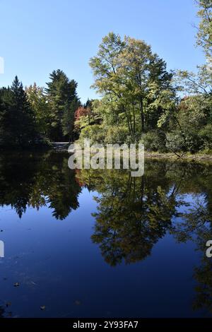 Ruhiger See im Norden von Ontario mit Kiefernzweigen im Vordergrund Stockfoto