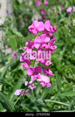 rosa lieber Erbse Blumen Stockfoto
