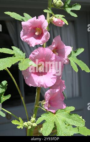 Rosafarbene hollyhock Blumen Stockfoto