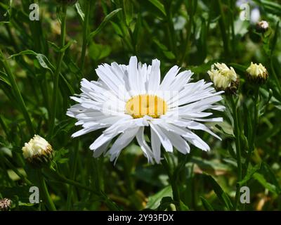 shasta Gänseblümchen und Knospen Stockfoto