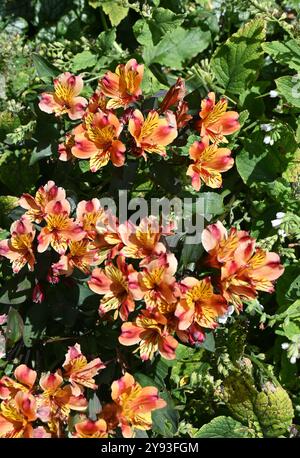 Alstroemeria Blumen Stockfoto