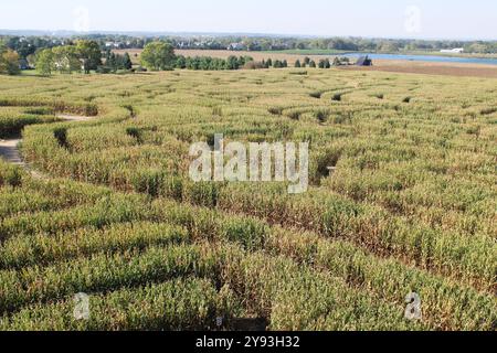 Das größte Maislabyrinth der Welt mit einem Teich im Hintergrund auf der Richardson Adventure Farm in Spring Grove, Illinois Stockfoto