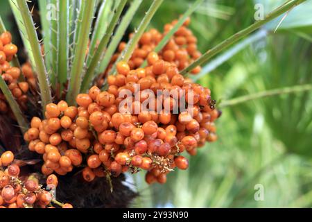 Fruchtige Zwergfächerpalme. Nahaufnahme der Fächerpalme an einem sonnigen Tag. Tropischer exotischer Baum, Nahaufnahme. Palmzweig mit Früchten in Nahaufnahme. Anlagenhintergrund. Cham Stockfoto