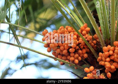 Fruchtige Zwergfächerpalme. Nahaufnahme der Fächerpalme an einem sonnigen Tag. Tropischer exotischer Baum, Nahaufnahme. Palmzweig mit Früchten in Nahaufnahme. Anlagenhintergrund. Cham Stockfoto