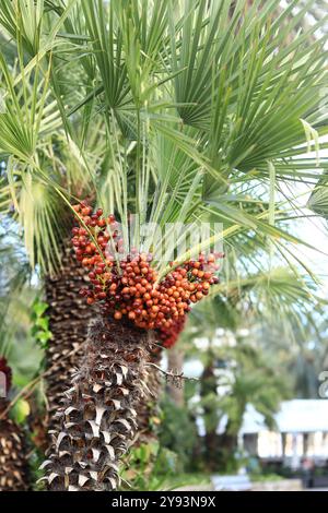 Fruchtige Zwergfächerpalme. Nahaufnahme der Fächerpalme an einem sonnigen Tag. Tropischer exotischer Baum, Nahaufnahme. Palmzweig mit Früchten in Nahaufnahme. Anlagenhintergrund. Cham Stockfoto