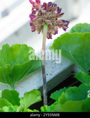 Selektive Drohne auf Geranenstamm, beeinflusst durch Lycaenid-Larven oder Cacyreus marshalli. Der Schmetterling legt seine Eier auf die Pflanze. Stockfoto