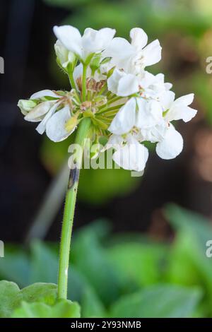 Selektive Drohne auf Geranenstamm, beeinflusst durch Lycaenid-Larven oder Cacyreus marshalli. Der Schmetterling legt seine Eier auf die Pflanze. Stockfoto