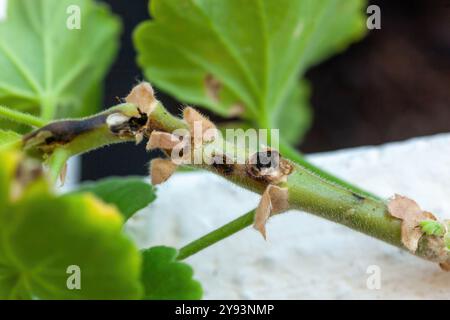 Selektive Drohne auf Geranenstamm, beeinflusst durch Lycaenid-Larven oder Cacyreus marshalli. Der Schmetterling legt seine Eier auf die Pflanze. Stockfoto