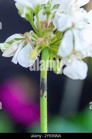 Selektive Drohne auf Geranenstamm, beeinflusst durch Lycaenid-Larven oder Cacyreus marshalli. Der Schmetterling legt seine Eier auf die Pflanze. Stockfoto