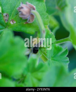 Selektive Drohne auf Geranenstamm, beeinflusst durch Lycaenid-Larven oder Cacyreus marshalli. Der Schmetterling legt seine Eier auf die Pflanze. Stockfoto