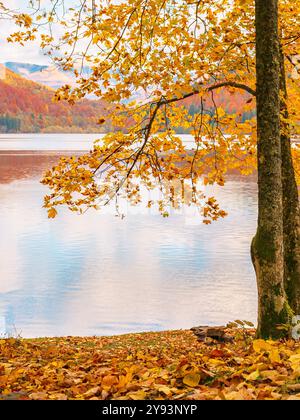 Berglandschaft mit See im Herbst. Ahornbäume in bunten Blättern am Ufer. Bewölktes Wetter. Wasserreservoir der ukraine Stockfoto