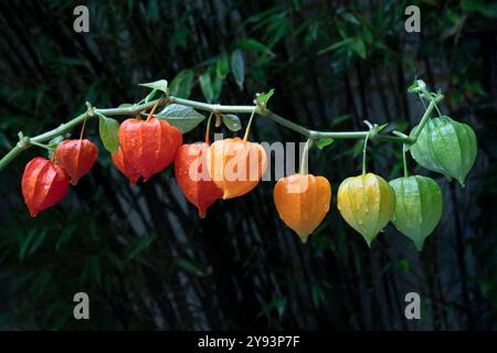 Zweig von Physalis alkekengi aus der Nähe im Garten Stockfoto
