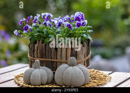 Ein einzigartiger Blumentopf aus Holzstäben ist gefüllt mit blühenden violetten Stiefmütterchen (Viola), die auf einem Holztisch neben Betonkürbis stehen Stockfoto