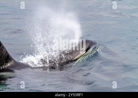 Ein ausgewachsener Bullenschwertwal (Orcinus Orca) taucht in der Johnstone Strait, British Columbia, Kanada, Pazifik, Nordamerika auf Stockfoto