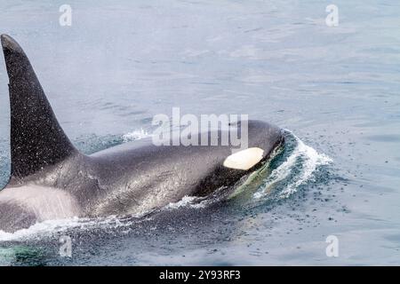 Ein ausgewachsener Bullenschwertwal (Orcinus Orca) taucht in der Johnstone Strait, British Columbia, Kanada, Pazifik, Nordamerika auf Stockfoto