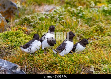 Erwachsene Tauben (Little Auk) (alle alle alle) an ihrem Brutplatz zwischen Geröllhängen am Rubini Rock, Tikhaya Bay, Hooker Island, Franz Josef Land Stockfoto