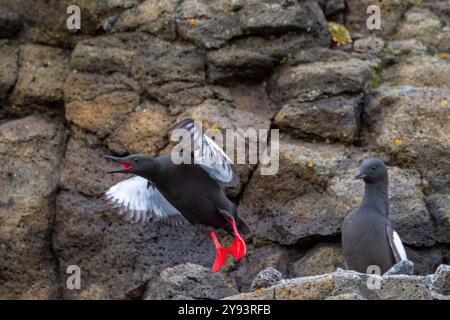 Adulte schwarze guillemote (Cepphus grylle) auf der Brutstätte auf Alexander Island, Franz-Josef-Land, Russland, Arktischer Ozean, Eurasien Stockfoto