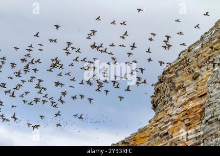 Erwachsene Tauben (Little Auk) (alle alle) im Flug am Rubini Rock, Tikhaya Bay auf Hooker Island in Franz-Josef-Land, Russland, Arktis, Eurasien Stockfoto