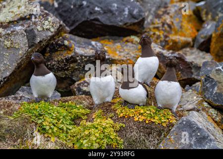 Erwachsene Tauben (Little Auk) (alle alle alle) an ihrem Brutplatz zwischen Geröllhängen am Rubini Rock, Tikhaya Bay, Hooker Island, Franz Josef Land Stockfoto