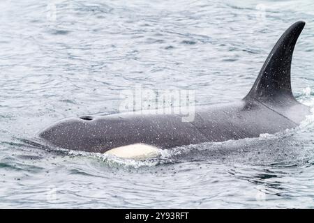 Ausgewachsene Killerwal (Orcinus Orca) taucht in der Chatham Strait, Südost-Alaska, USA, Pazifik, Nordamerika auf Stockfoto