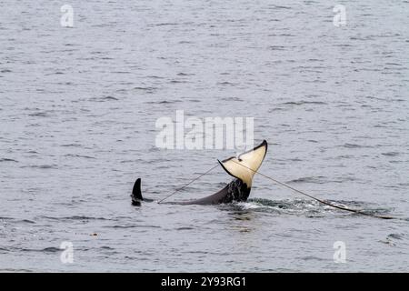 Erwachsener Killerwal (Orcinus Orca), der mit Seetang auf seinen Echten in der Chatham Strait, Südost-Alaska, USA und Pazifik auftaucht Stockfoto