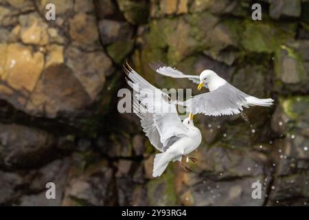 Adulte, schwarzbeinige Kätzchen (Rissa tridactyla) im Luftkampf gegen ein weiteres Kätzchen in der Nähe von Alexander Island, Russland, Eurasien Stockfoto